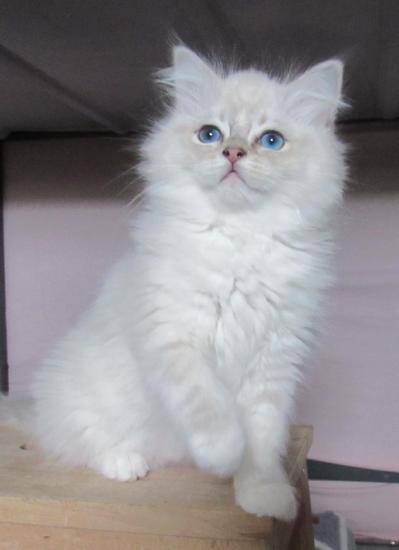Athena5